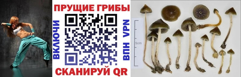 закладки Жигулёвск Галлюциногенные грибы мицелий